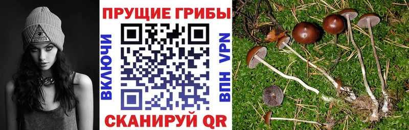 МЕГА зеркало  Чита  Псилоцибиновые грибы GOLDEN TEACHER  где можно купить наркотик 